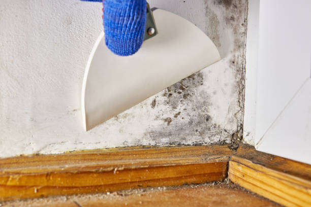Reliable Monticello, IL Mold Removal Solutions